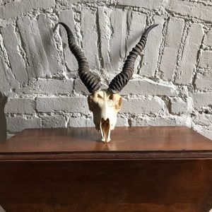 Rare Blackbuck Skull Mount ~ Home Decor
